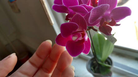 Tiny Orchids