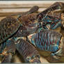 CoconuT CRaB