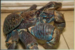 CoconuT CRaB by legendarymagic