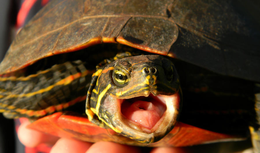 Grumpy turtle by crimsonravenwarrior on DeviantArt