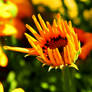 African Daisies 5