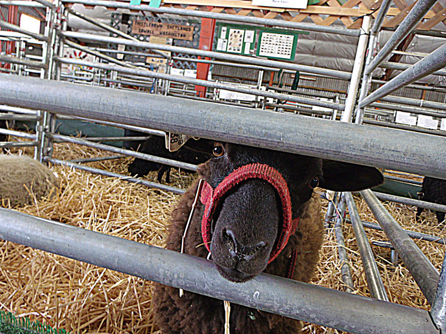 caged critters at the fair 17