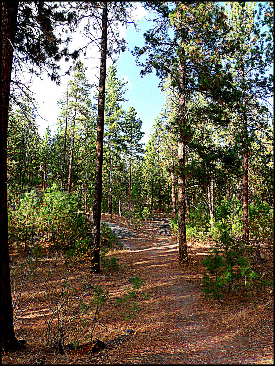 down a bike trail 7