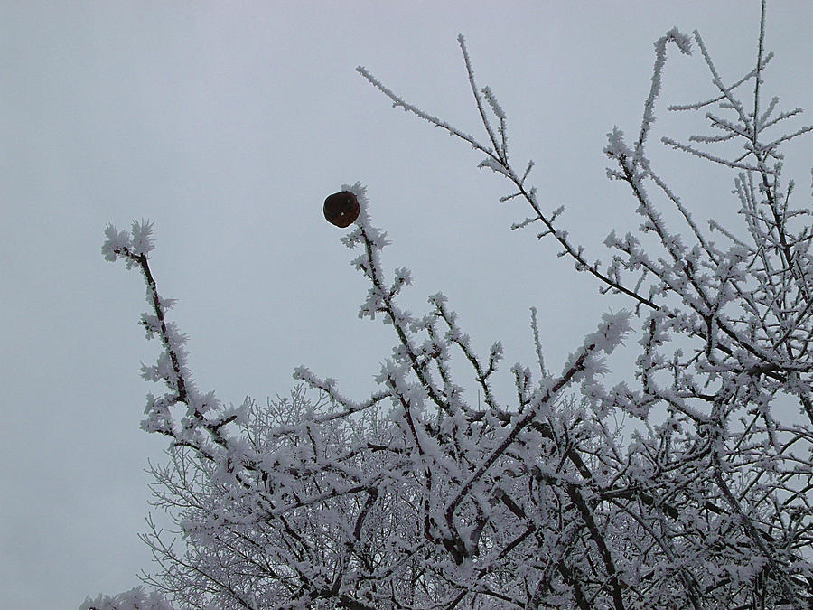 distracted by my yard today :) 8