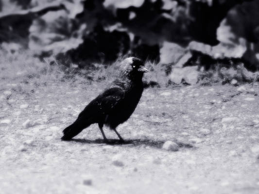 Jackdaw