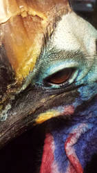 Cassowary