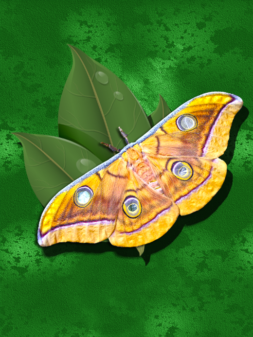 Jamamaj Moth