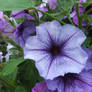 Petunia Cluster