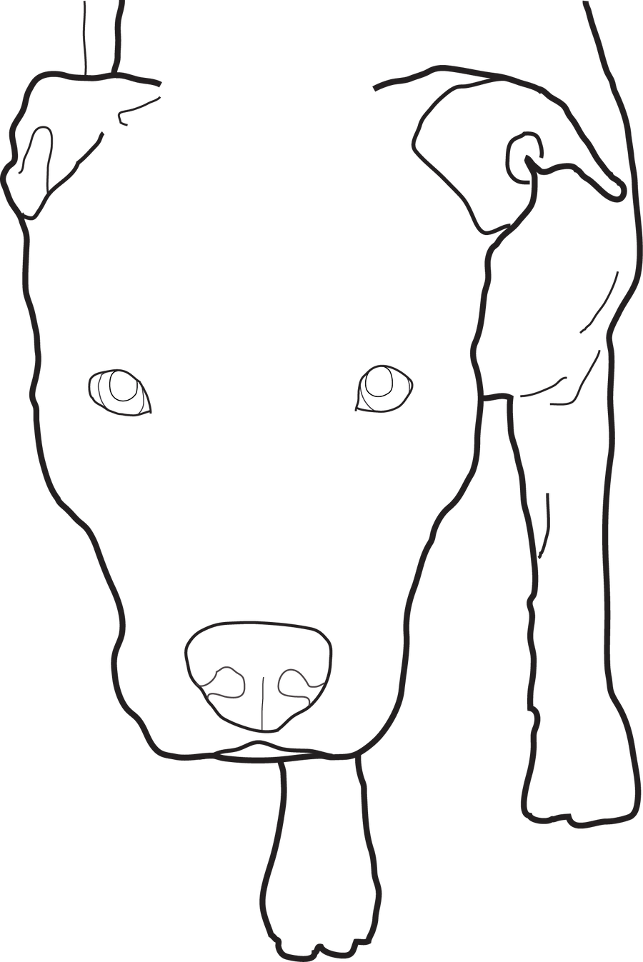 35 Latest Pitbull Drawing Outline