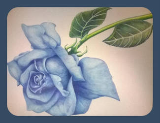 Blue Rose