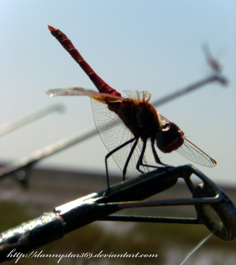 Dragonfly on line