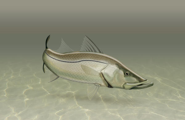 Snook Wallpapper Snooktestwallpaper2 Light by zologo on DeviantArt