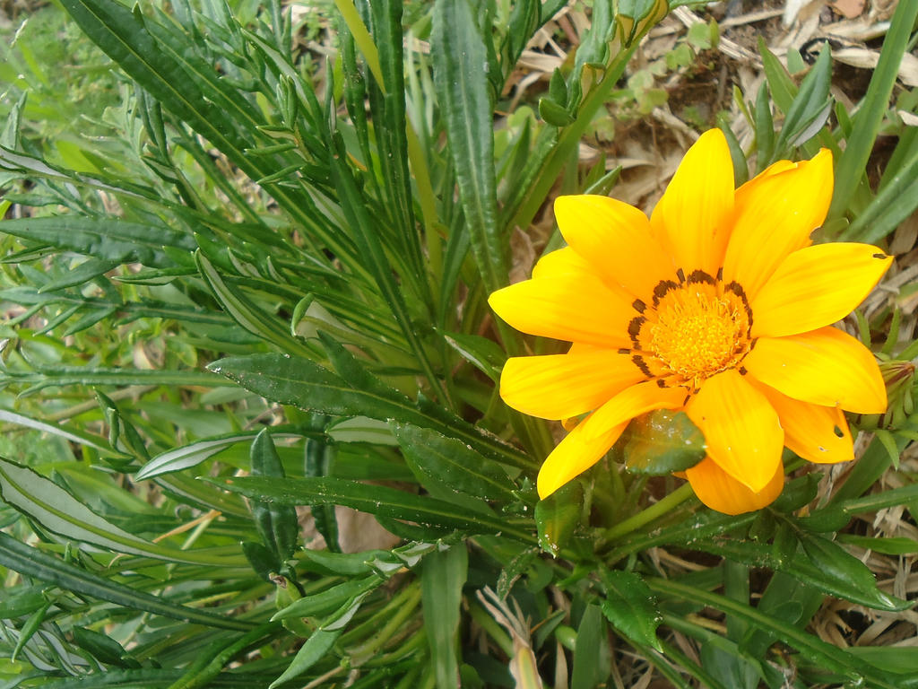 Spring Flower