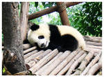baby panda by dektan