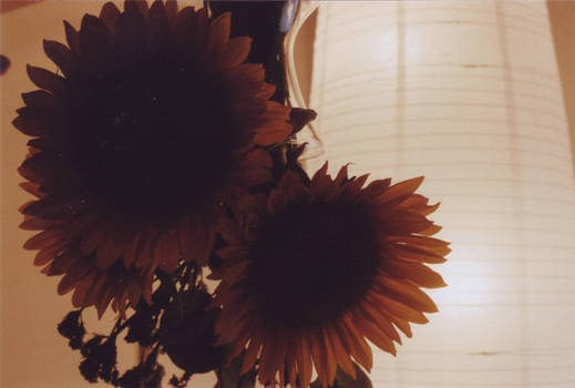 sunflowers.