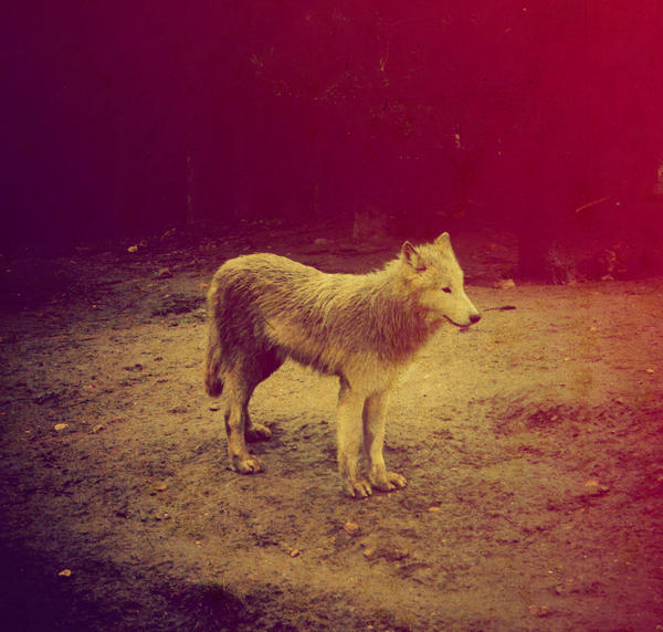 Ms wolf. Wolf missing o`Zim haqimda.