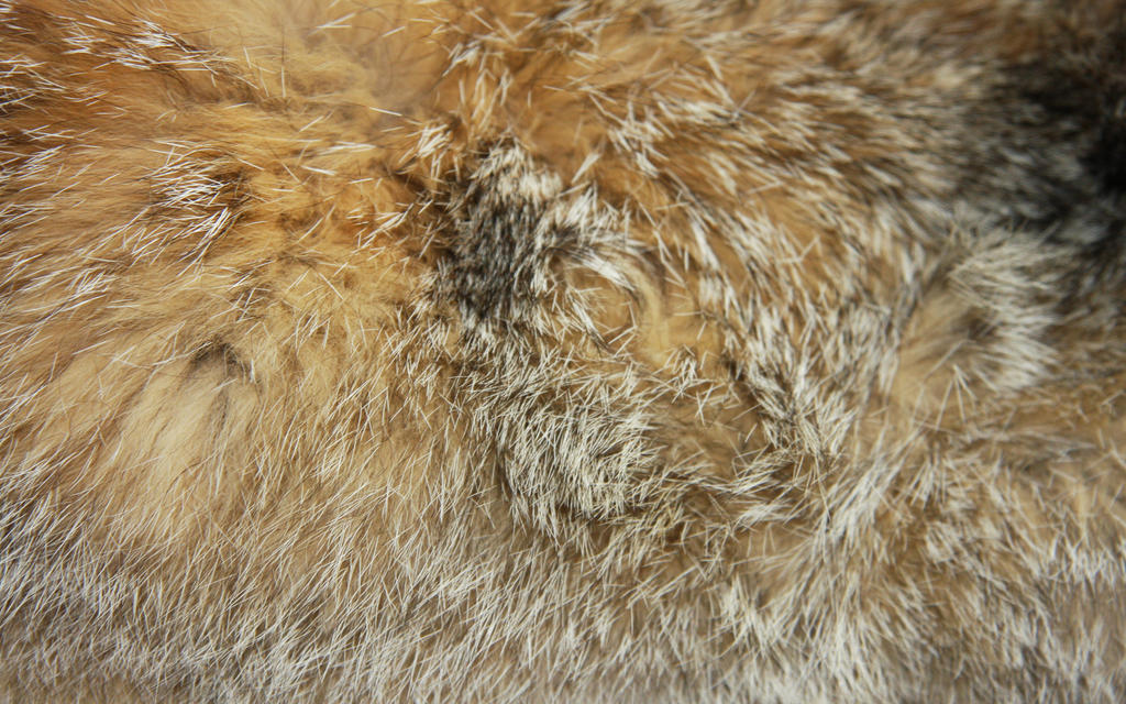 Fur Texture 3