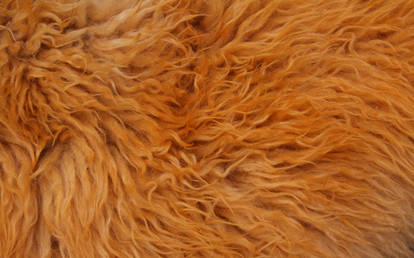 Fur Texture 8