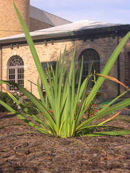 Spiky Green Plant - Iris