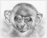 Monkey by gregchapin