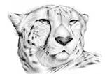 Cheetah by gregchapin
