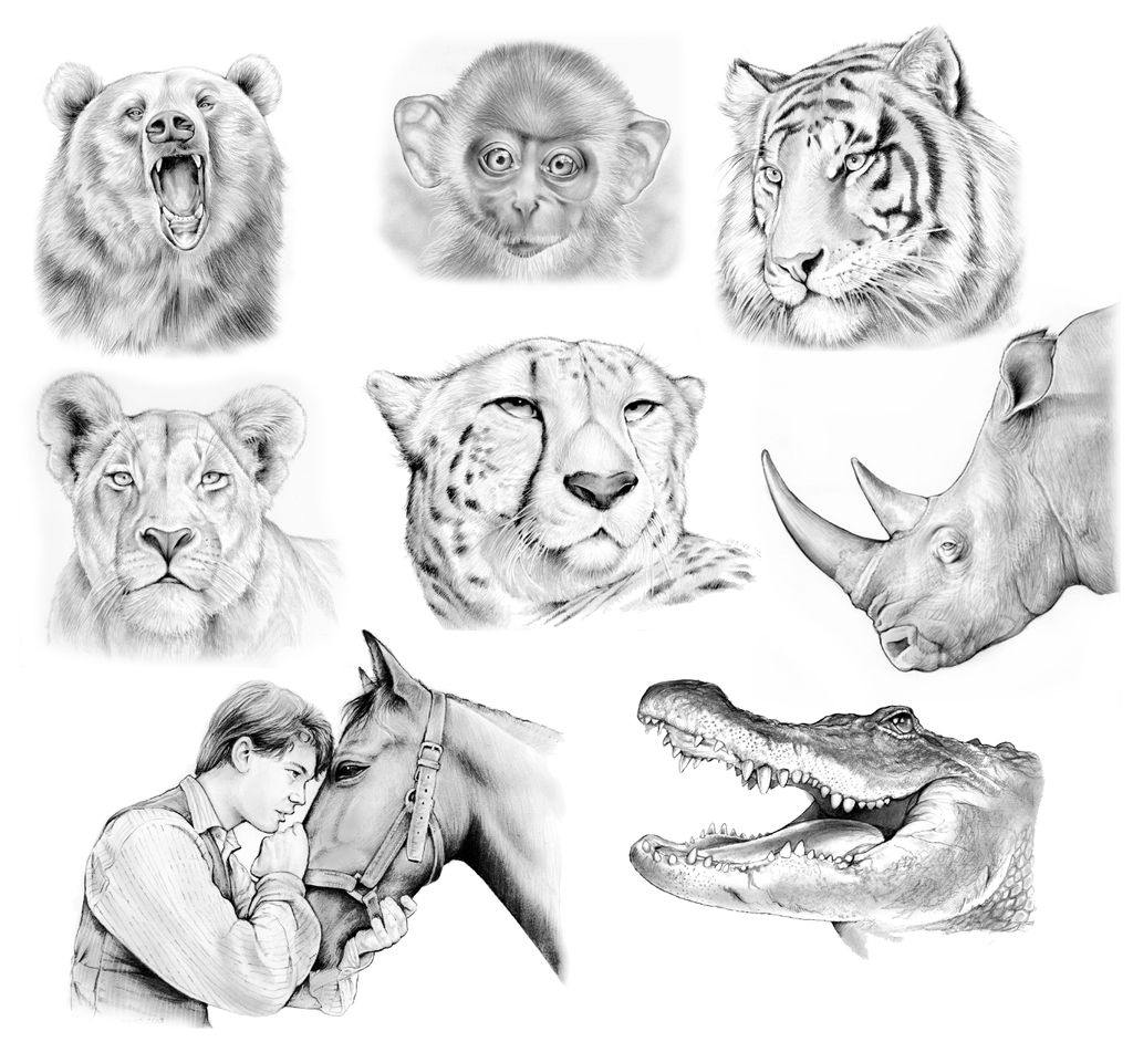 Animal Sketches