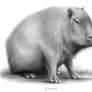 The Capybara - Sketch of the Day