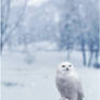 Snowy Owl:winter time