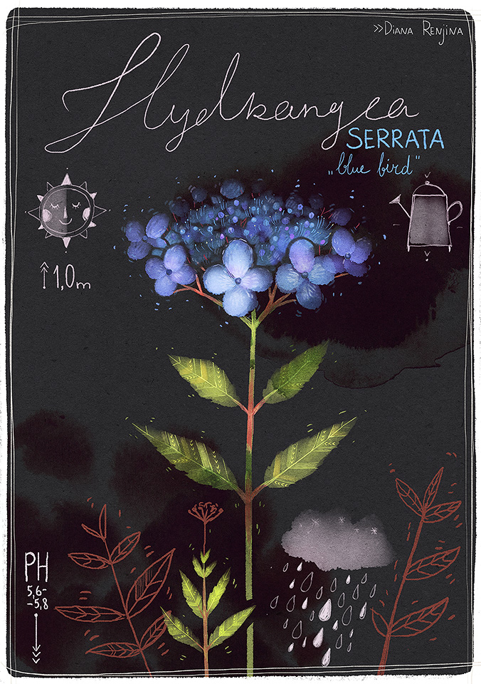 Botanica IV: Hydrangea serrata 'Blue bird'