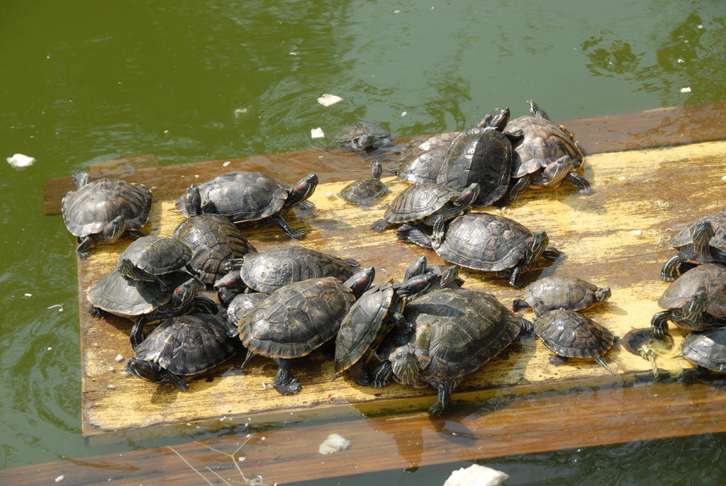 2008-0221-04 Turtle raft by czoo on DeviantArt