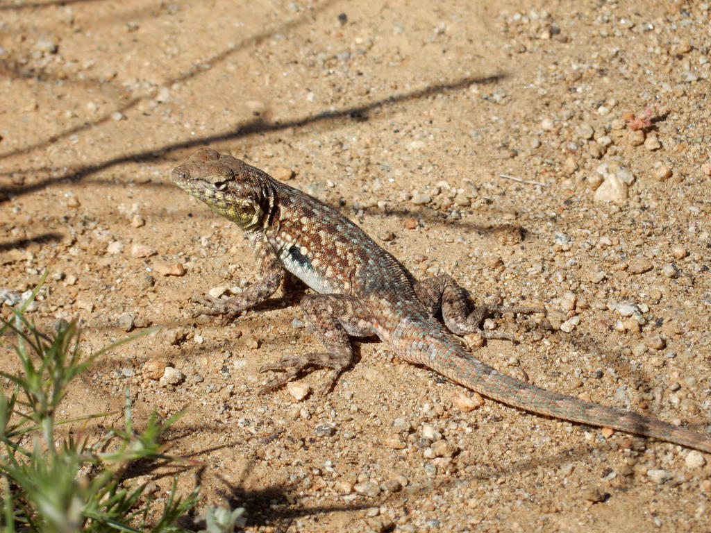 2015-0409-004 Another lizard on the trail