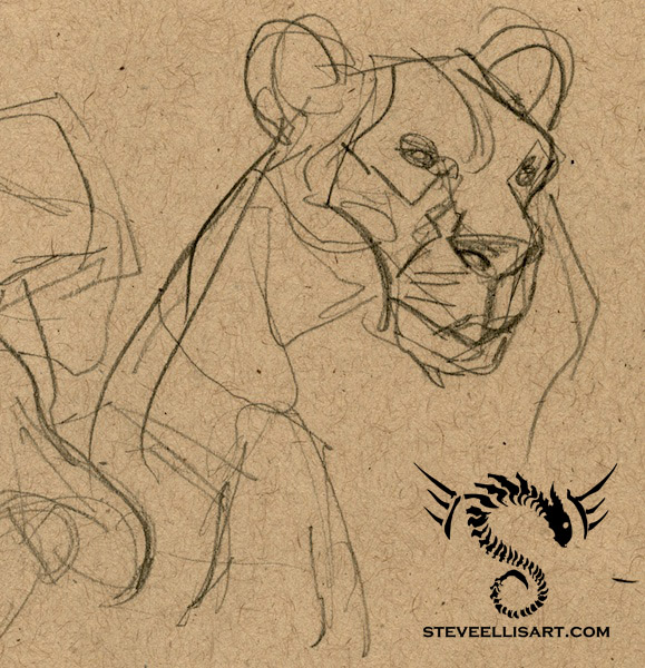 Lioness Sketches