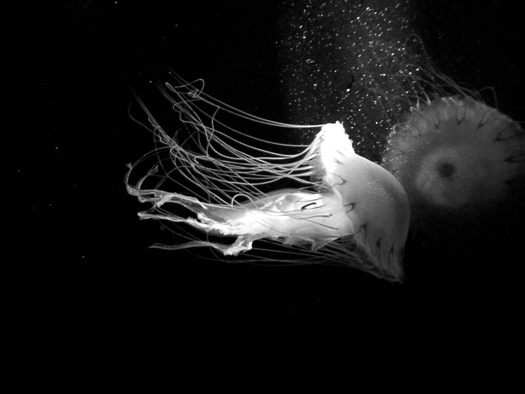 Black and white jellyfish by ztcpsp