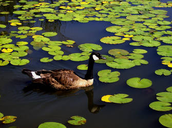 more pond pics