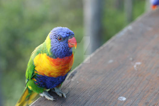 Lorikeet