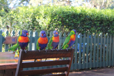 Lorikeets in Line