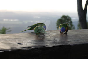 Lorikeets Feeding