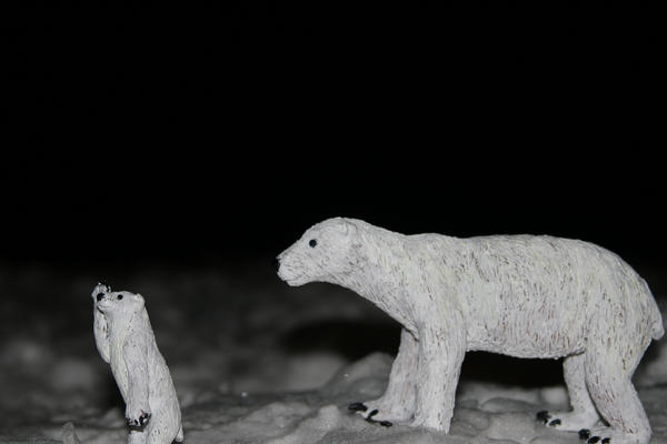 better shot of polar bears