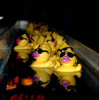 Duck Race