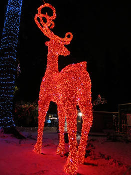 Majestic red booty of the reindeer