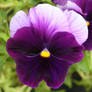 Purple pansy