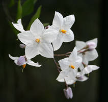 White flowers