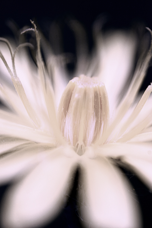 Abstract Flowering III