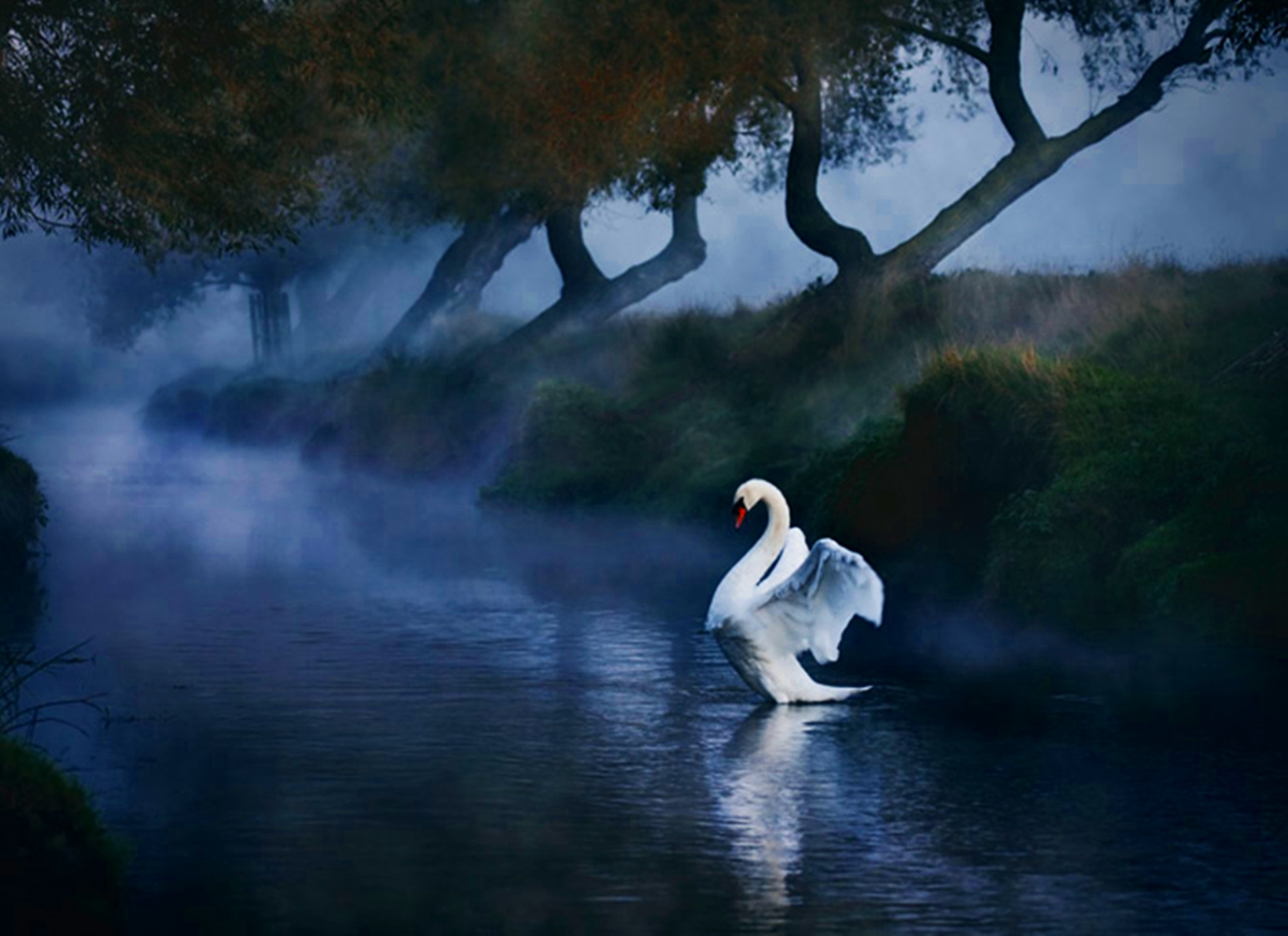 Swan