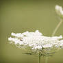 Queen Anne's Lace