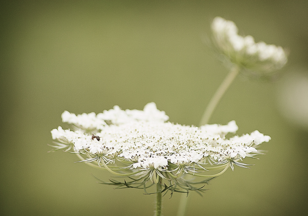 Queen Anne's Lace