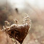 A Frozen Crown