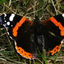 Red Admiral Butterfly