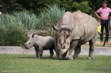 Mother and Calf