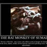 Sumatran Rat Monkey